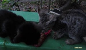 2 adorables chatons abandonnés dans un jardin