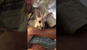 Un bébé kangourou adore son sac