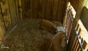 L'Eco-Zoo des Sables accueille deux nouveaux pensionnaires