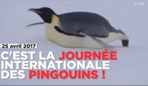 C'est la journée internationale des pingouins (et ils en ont bien besoin)