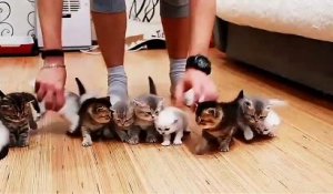 Cette youtubeuse veut photographier ses 10 chatons. Mais c’est loin d’être facile !