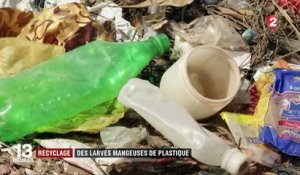 Bientôt la fin du plastique polluant grâce à des larves ?