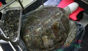 La tortue "Tirelire" est morte après avoir ingurgité 915 pièces