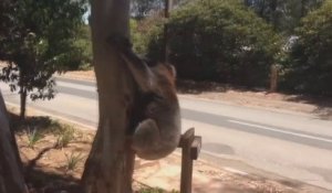 Ce koala se fait salement éjecter d'un arbre !!