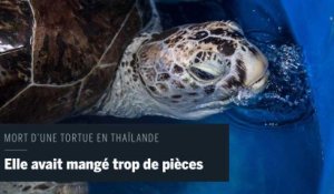 "Tirelire", la tortue thaïlandaise morte pour avoir mangé trop de pièces de monnaie