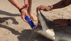 Ouvrir une bière avec un requin
