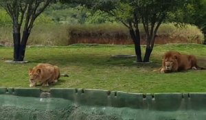 Une lionne essaie d'attaquer les visiteurs d'un parc safari