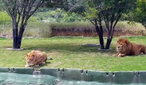 Une lionne essaie d'attaquer les visiteurs d'un parc safari