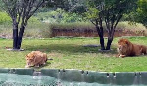 Une lionne affamée attaque des visiteurs en sautant au dessus d'une fosse