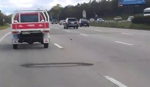 Ce pigeon fait la course avec une voiture sur l'autoroute