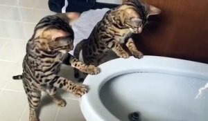 Deux chatons léopard jouent avec un jet d'eau ! Adorable !!