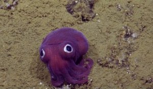 Cette pieuvre ressemble à un jouet sous l'eau !