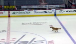 Ce chien rattrape le palet de Hockey sur la glace !