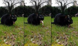 Un homme filme son chat en slow-motion