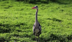 VIDEO. Top du tourisme 2017 : Les Oiseaux du Marais poitevin à St Hilaire-la-Palud