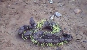 Un énorme serpent a essayé de manger un porc-épic