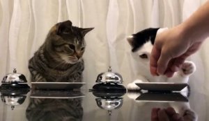 Deux chats sonnent pour avoir à manger