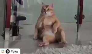 Cette Femme A Bien Dresse Son Chien Il Arrive Meme A Lui Ramener Le Chat A La Maison Sur Orange Videos