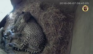 Cette femelle guépard donne naissance à 4 petits. Tellement rare!