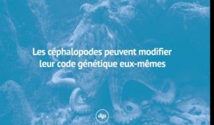 Les céphalopodes peuvent modifier leur code génétique eux-mêmes