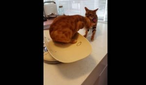 Un chat aide son pote à partir de chez le vétérinaire