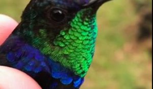 Ce photographe nous montre des colibris de toutes les couleurs. C’est magique !