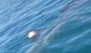 Cap d'Agde: Un énorme requin pèlerin filmé par un plongeur