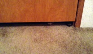 Quand un gros chat tente de passer sous une porte !