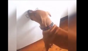 Ce chien essaie d'attraper un os dessiné sur le mur... FAIL