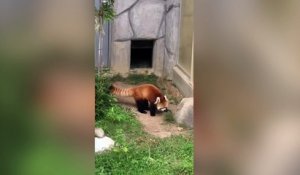Debout Ce Panda Rouge A Peur D Un Rocher Sur Orange Videos