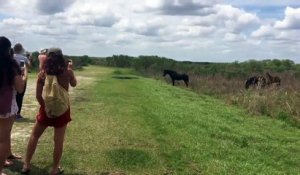 Un cheval attaque un alligator devant des touristes médusés!