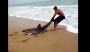Il vient en aide à un requin echoué et prend tout les risques pour le sauver!