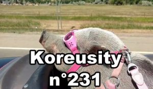 Koreusity n°231