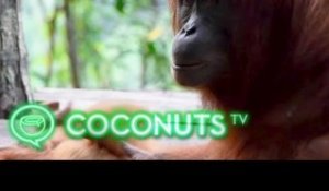 Sumatra’s orphaned orangutans find a new life in the wild | Coconuts TV