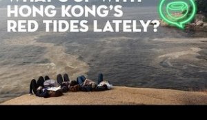 What's up with Hong Kong's red tides lately? | Coconuts TV