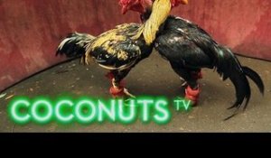 Kind or Cruel | Animal Combat in Thailand | Cockfighting | Part 1 | Coconuts TV
