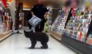 Un ourson rentre dans un supermarché !