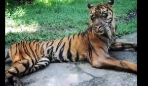 Ce zoo en Indonésie est une HONTE! Pauvres animaux