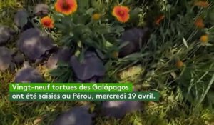 Pérou : une trentaine de tortues des Galápagos saisies à des trafiquants
