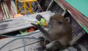 Ce singe bizarre kiffe boire de l'aclool puis plonger à l'eau... WTF
