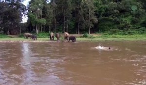 Un éléphant voulait sauver un homme qui simule la noyade