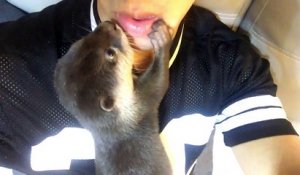 Quand Un Bebe Loutre Te Fait Un Petit Calin Adorable Sur Orange Videos