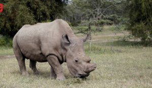 Le dernier rhinocéros blanc mâle du Nord est sur Tinder