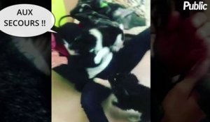 Vidéo : Nina Dobrev : Sans défense face à deux petits chiens !