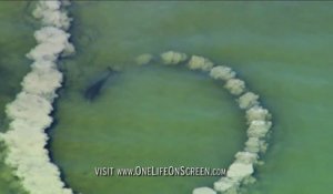 La technique de peche de ces dauphins est incroyable : cercle de boue pour aveugler les poissons