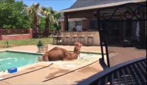 Elle retrouve un chameau qui se baigne dans sa piscine !