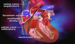 La circulation cardiaque prénatale expliquée en vidéo
