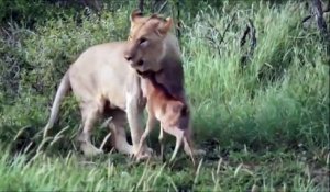 Cette lionne a pitié de ce bébé gnou et tente de le protéger d'une autre lionne