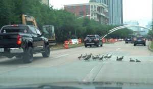 Des canards bloquent des voitures sur la route !