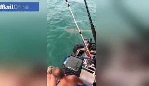 Un australien essaie de battre un requin comme un cow-boy !! Mais le requin lui morde la jambe
